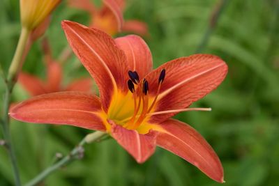 Close-up of flower