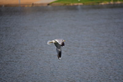 Seagull flying over the sea