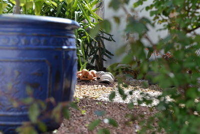 Close-up of a bird in a pot