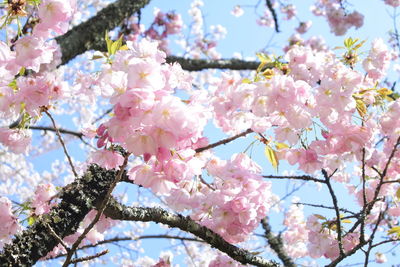 Low angle view of cherry blossoms on tree