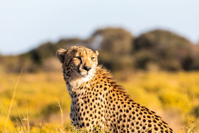 Close-up of cheetah looking away