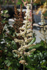 Close-up of flowering tree during autumn