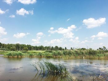 Scenic view of lake in forest against sky