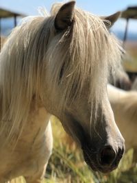 Close-up of a horse in ranch