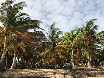 Close-up of palm trees against sky