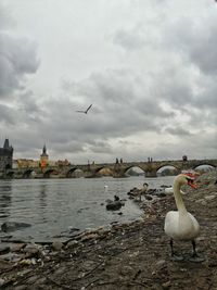 Seagulls flying over lake against sky