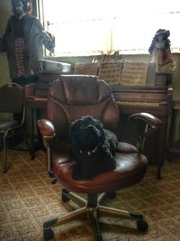 View of dog sitting on chair