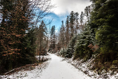 Road amidst trees in forest against sky during winter