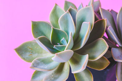 Close-up of succulent plant