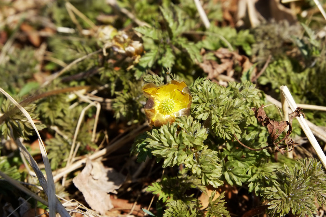 CLOSE-UP OF FLOWERING PLANTS ON LAND