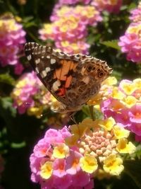 Close-up of butterfly pollinating on purple flowers