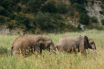 Elephants on field