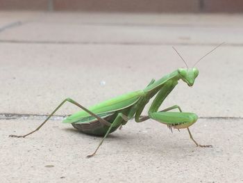 Close-up of grasshopper