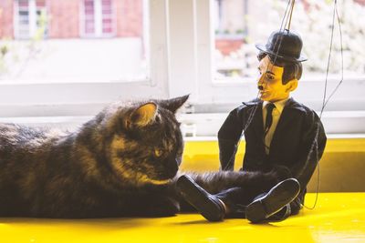 Cat staring at charlie chaplin puppet