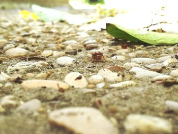 Close-up of surface level of ground