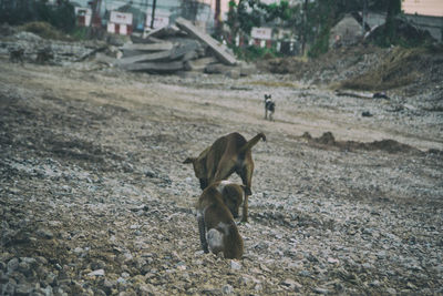 Dog standing on field