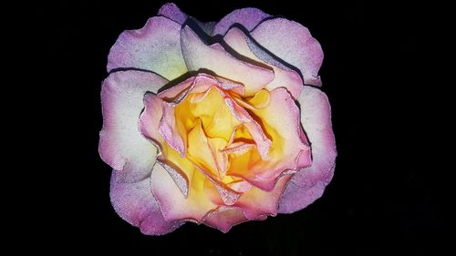 Close-up of rose flower against black background