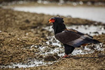 Close-up of bird