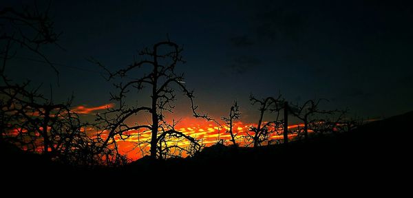 Silhouette of bare trees at sunset