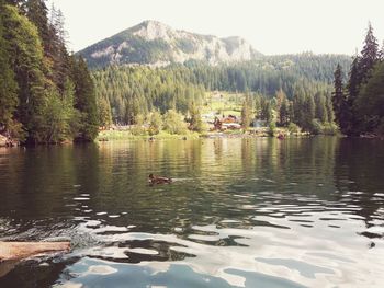 Swans swimming in lake