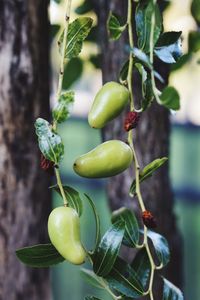 Close-up of fruit growing on tree