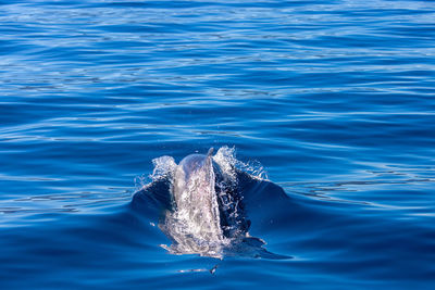 Common bottlenose dolphin surfacing on the adriatic sea in croatia