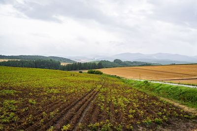 Scenic view of agricultural field against sky