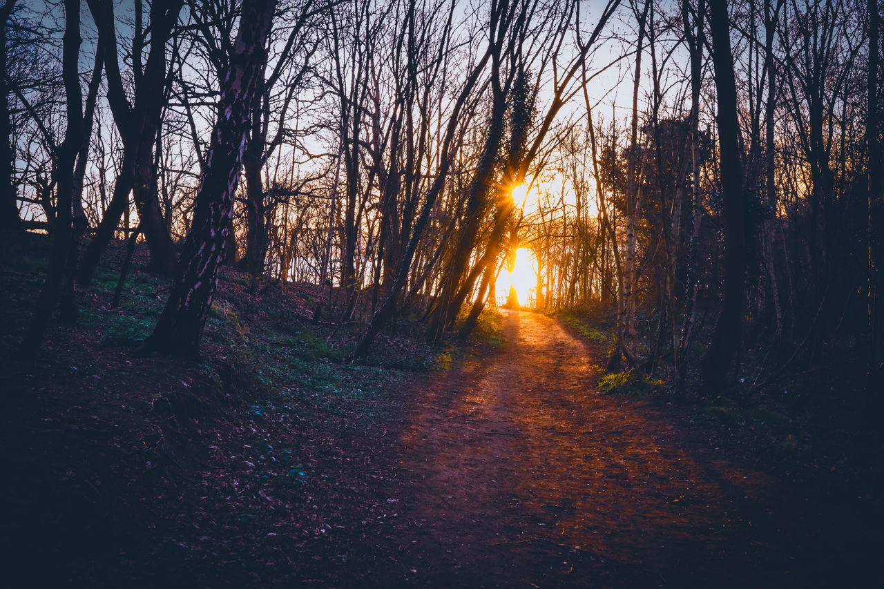 TREES IN FOREST AGAINST BRIGHT SUN