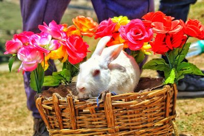 View of white rabbit in basket