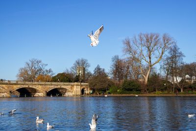 Seagulls flying in the sky