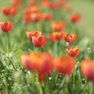 Close-up of red poppy flowers in field