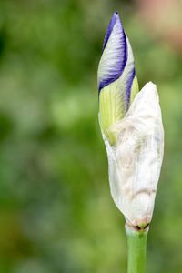 Close-up of purple flower buds