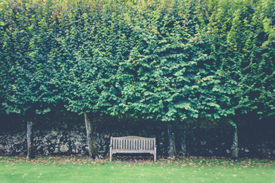 English style wooden bench on a lawn and under a tree path