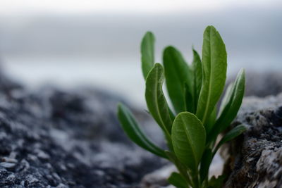 Close-up of plant growing on field