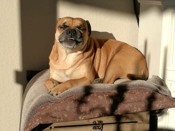 Portrait of dog sitting at home