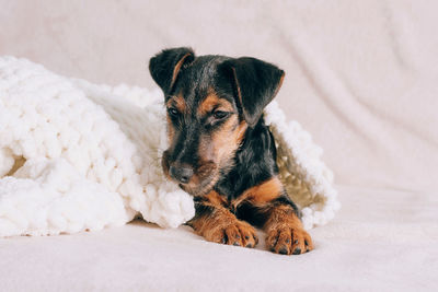 Portrait of dog lying on bed at home