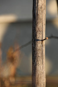 Close-up of wood against sky