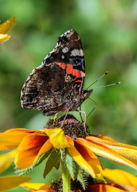 Close-up of butterfly pollinating on flower