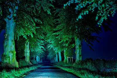 Empty road along trees at night