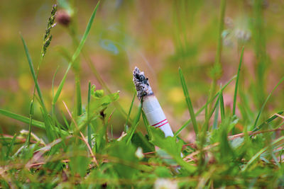 Close-up of cigarette on grass