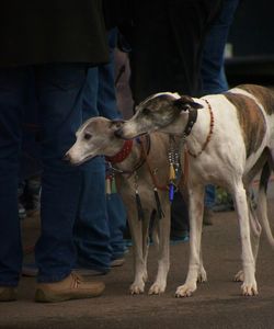 Low section of people with dog standing on street