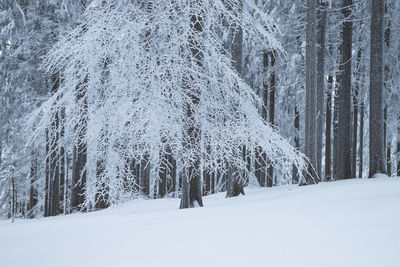 Trees on snow covered field