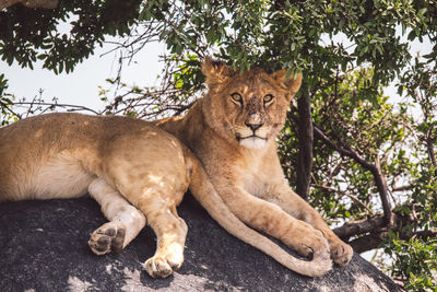 Two lion cubs on a rock under a tree