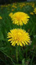 Close-up of yellow flower blooming in field