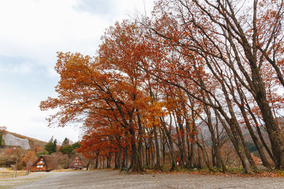 Trees by road against sky during autumn