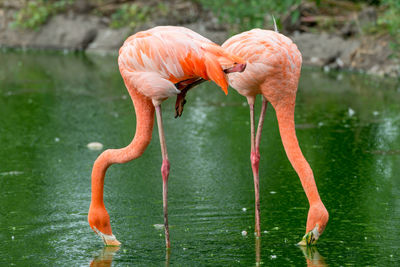 Flamingoes foraging in lake