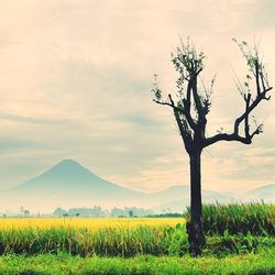 Scenic view of field against sky