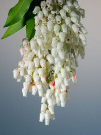 Close-up of flowers