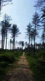 Trees on field against sky