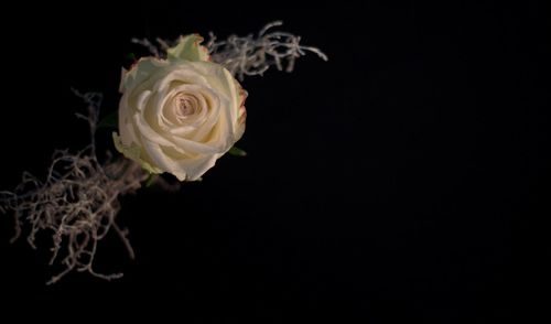 Close-up of rose against black background